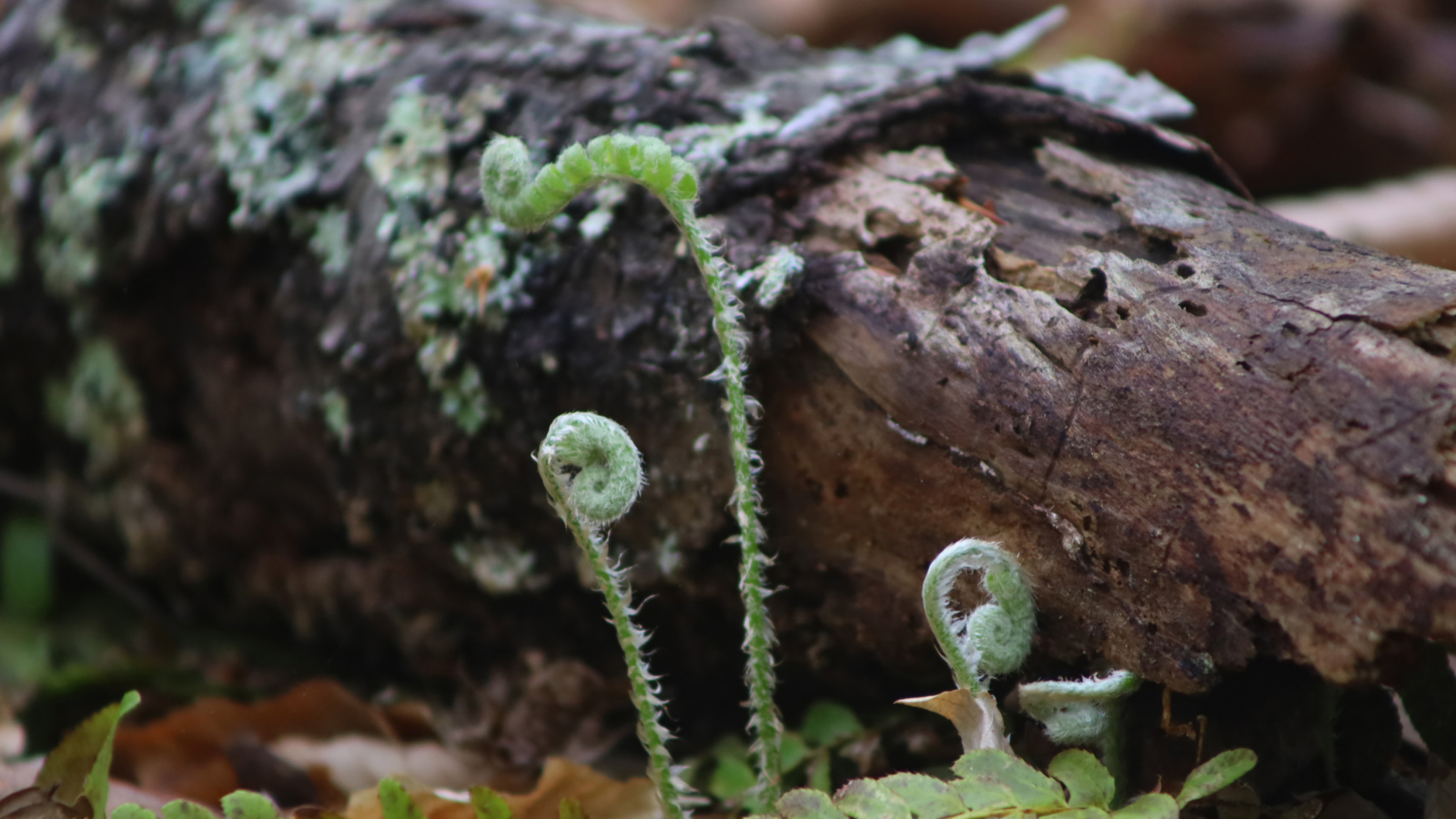A log with foliage growing around it.