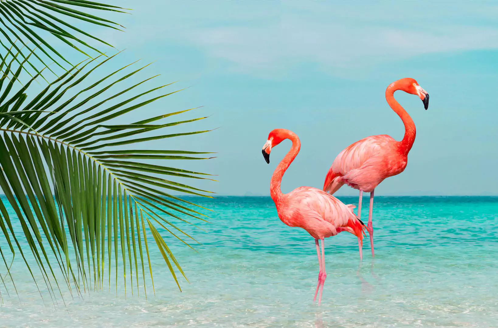 Flamingo 1