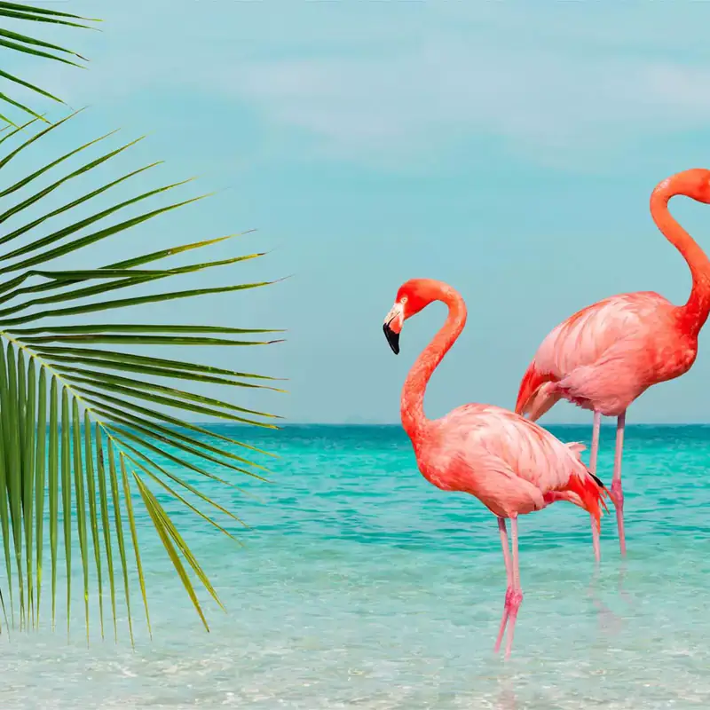 Flamingo 1
