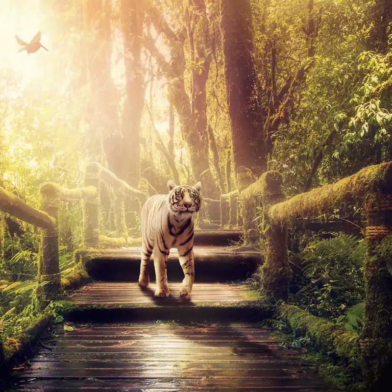 Tigar 4