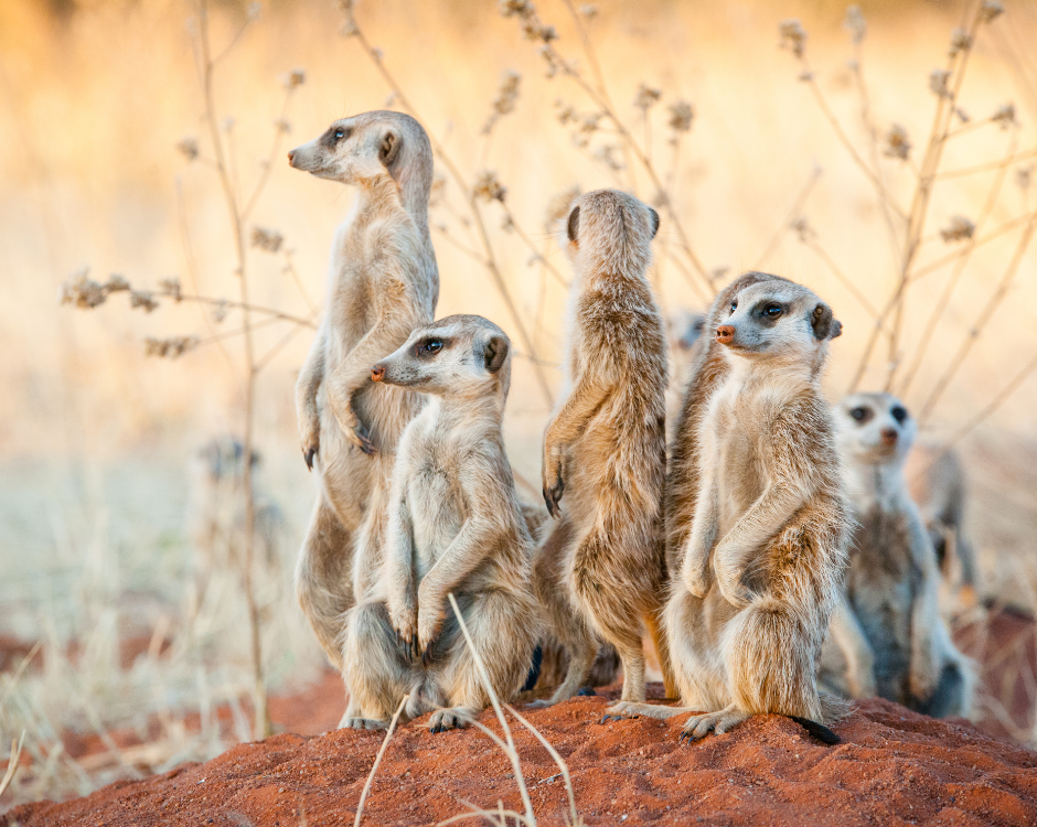 Claim your carer discount from Shaldon Zoo Wildlife Trust
