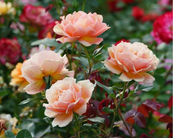 Claim your National Carers Card discount from Harkness Roses