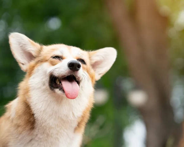 Claim your National Carers Card discount from Pooch & Mutt