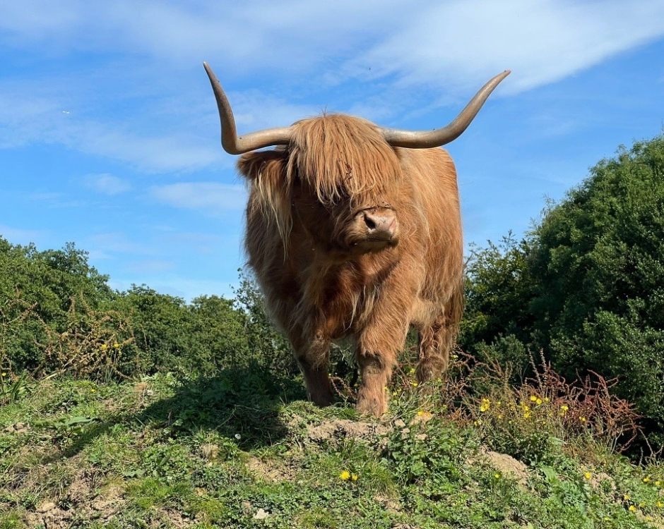 Claim your National Carers Card offer from Godstone Farm Park