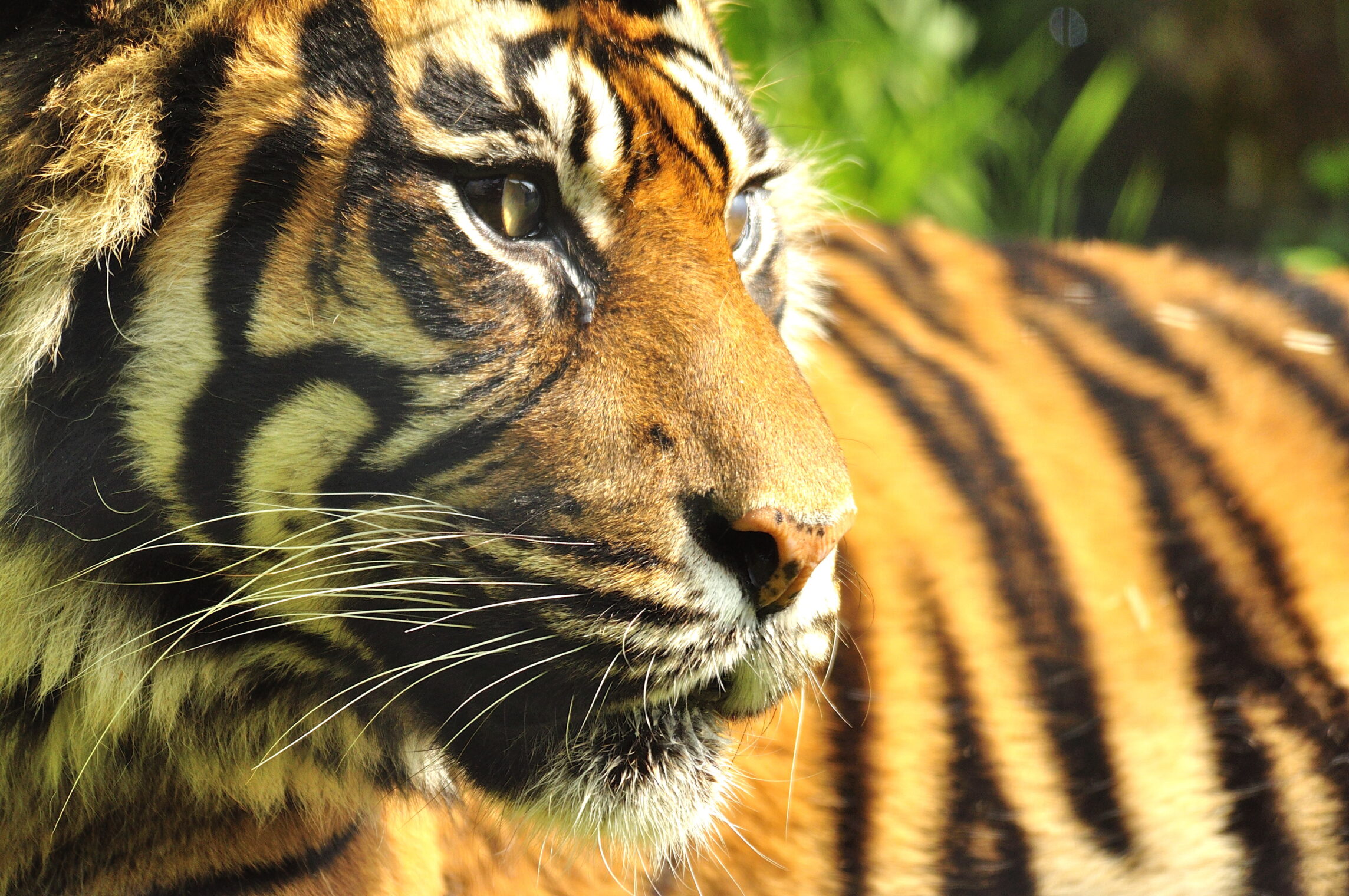 Claim your carers discount from Shepreth Wildlife Park