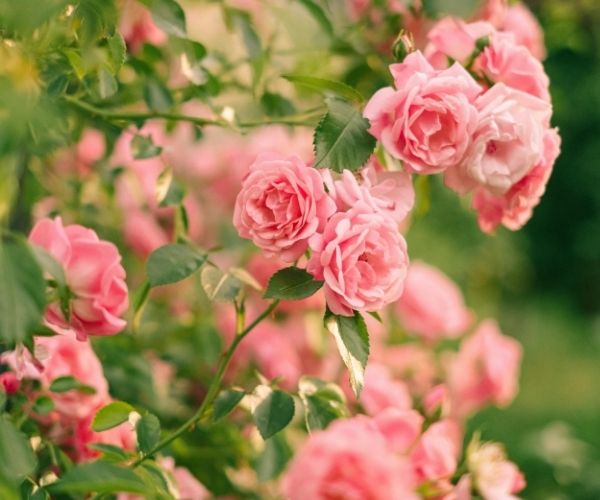 Claim your National Carers Card discount from Harkness Roses