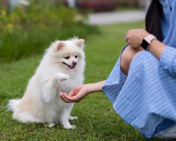 Claim your National Carers Card discount from Paw by Paw Training