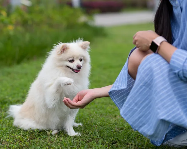 Claim your National Carers Card discount from Paw by Paw Training