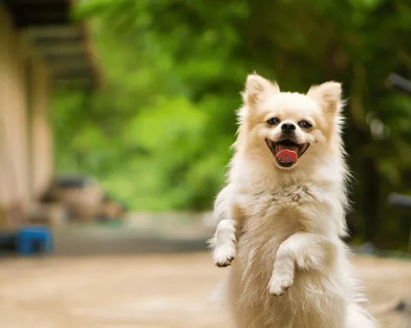 Claim your National Carers Card discount from Tails.com