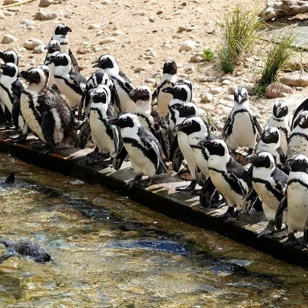 Claim your carers discount from Birdworld