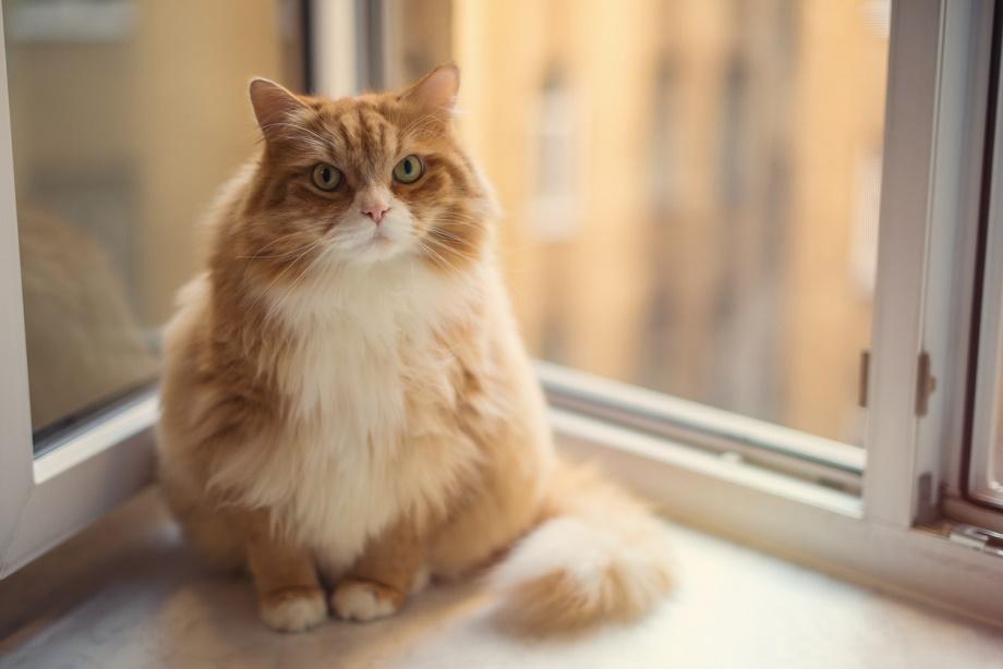 C:\Users\User\Documents\Kathy\Writing Hat\Walker Kreative\Countryside Veterinary Service, LLC\obese kitty photo.jpg