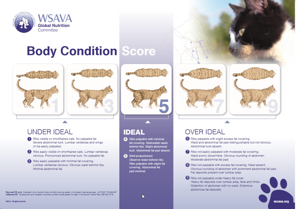 chart for cats showing ideal body weight