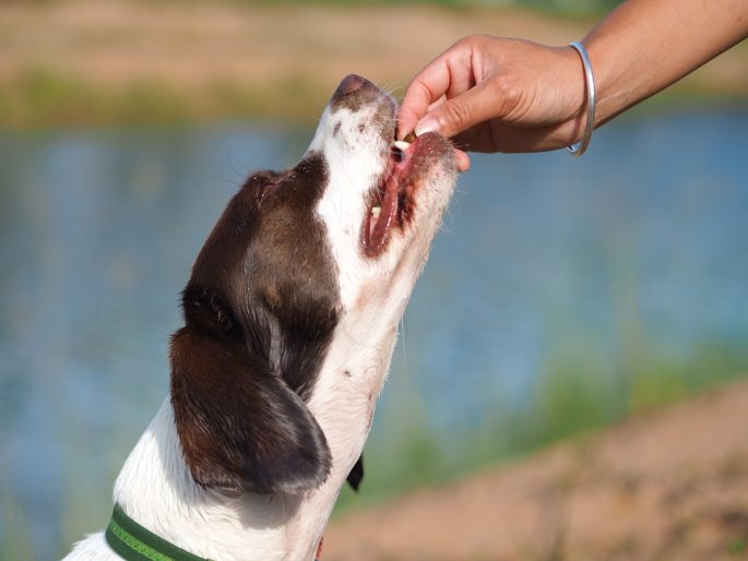 person feeding dog a treat