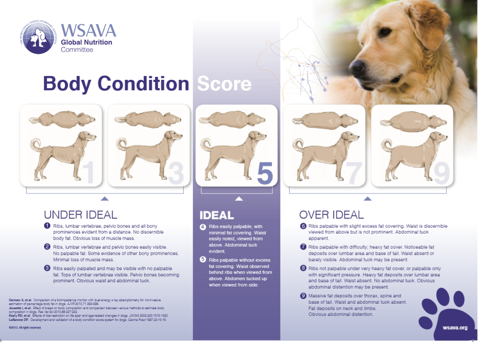 chart for dogs showing ideal body weight