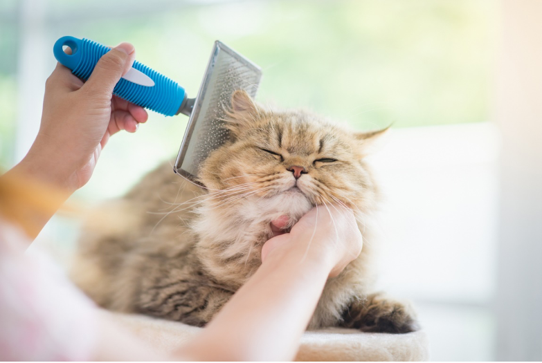 person combing a cat