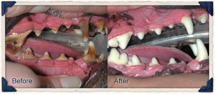 pet dental care picture showing before and after cleaning