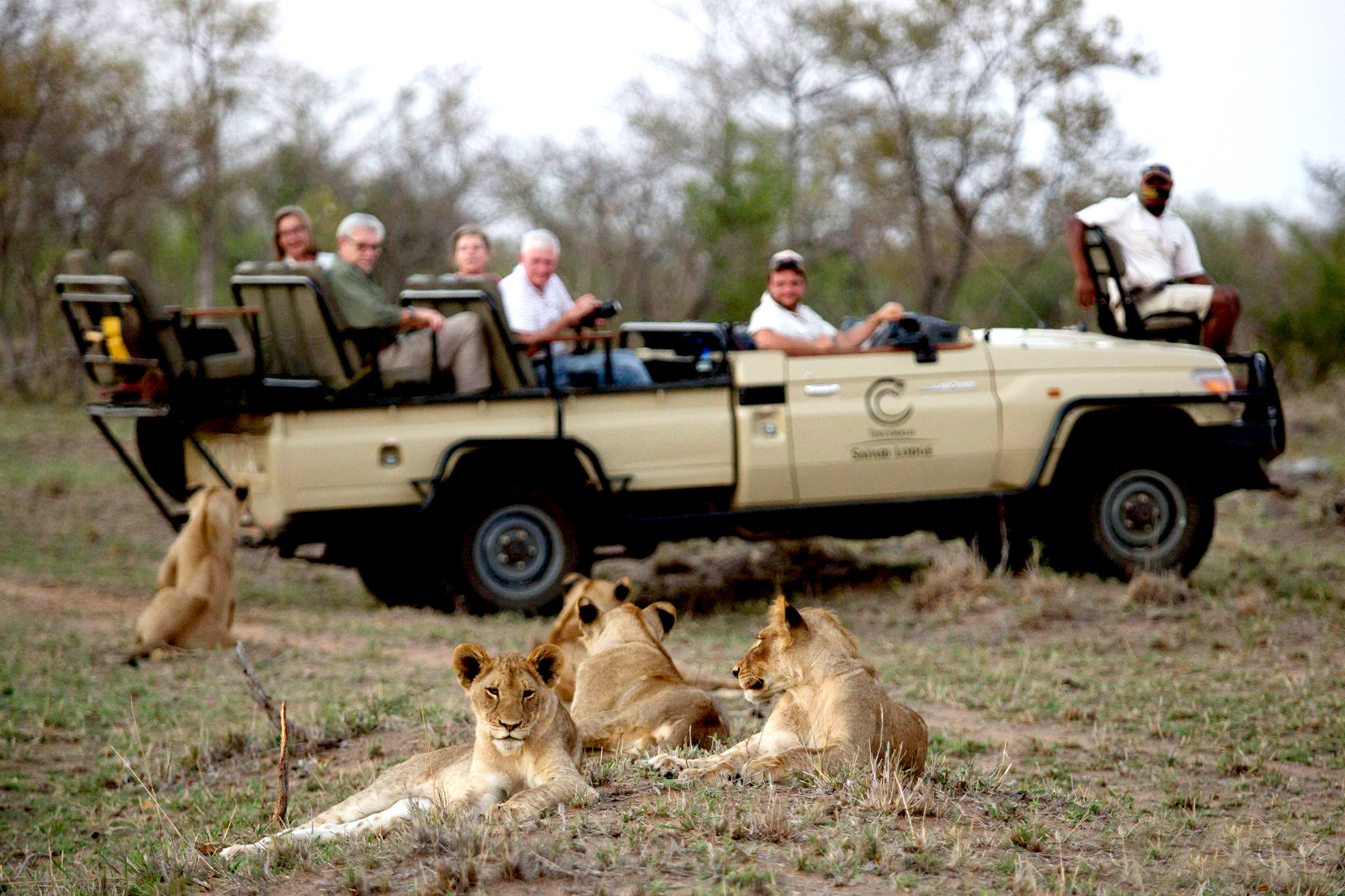 Safari guests sitting in an open-top game viewing vehicle observing a pride of young lions resting on the grass in the African bush up close.