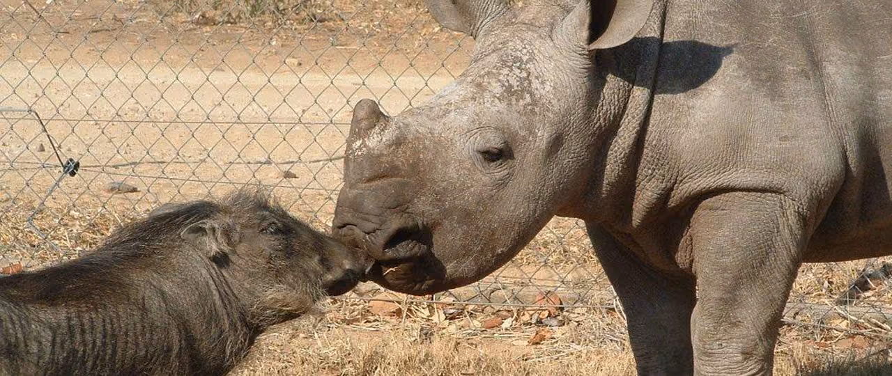 A heartwarming close-up of a young rhinoceros and a warthog gently touching noses near a wire fence at a wildlife sanctuary.