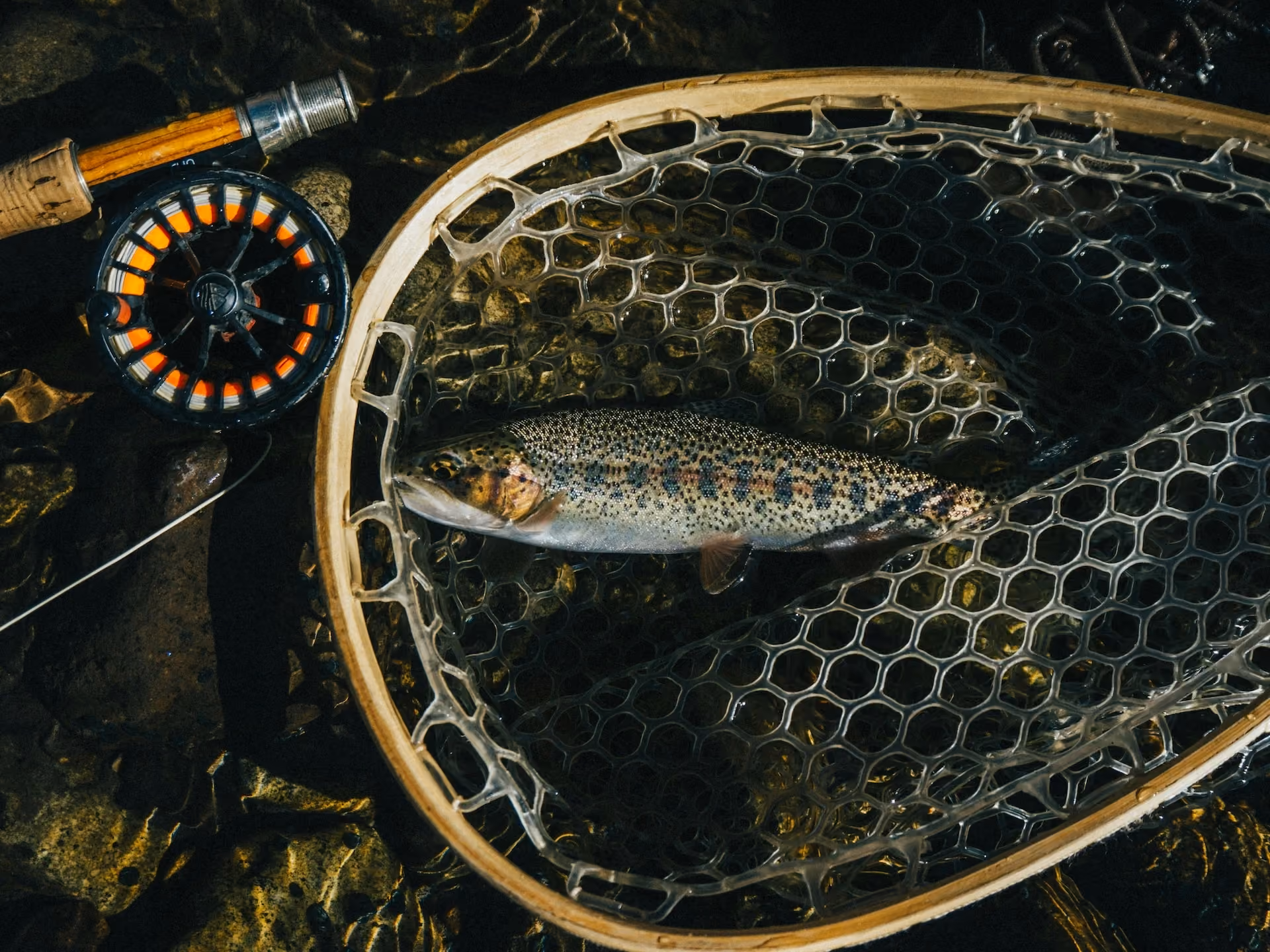 A close-up shot of a speckled rainbow trout resting inside a clear rubber landing net over a shallow river bed, with a fly fishing rod and reel visible in the corner.