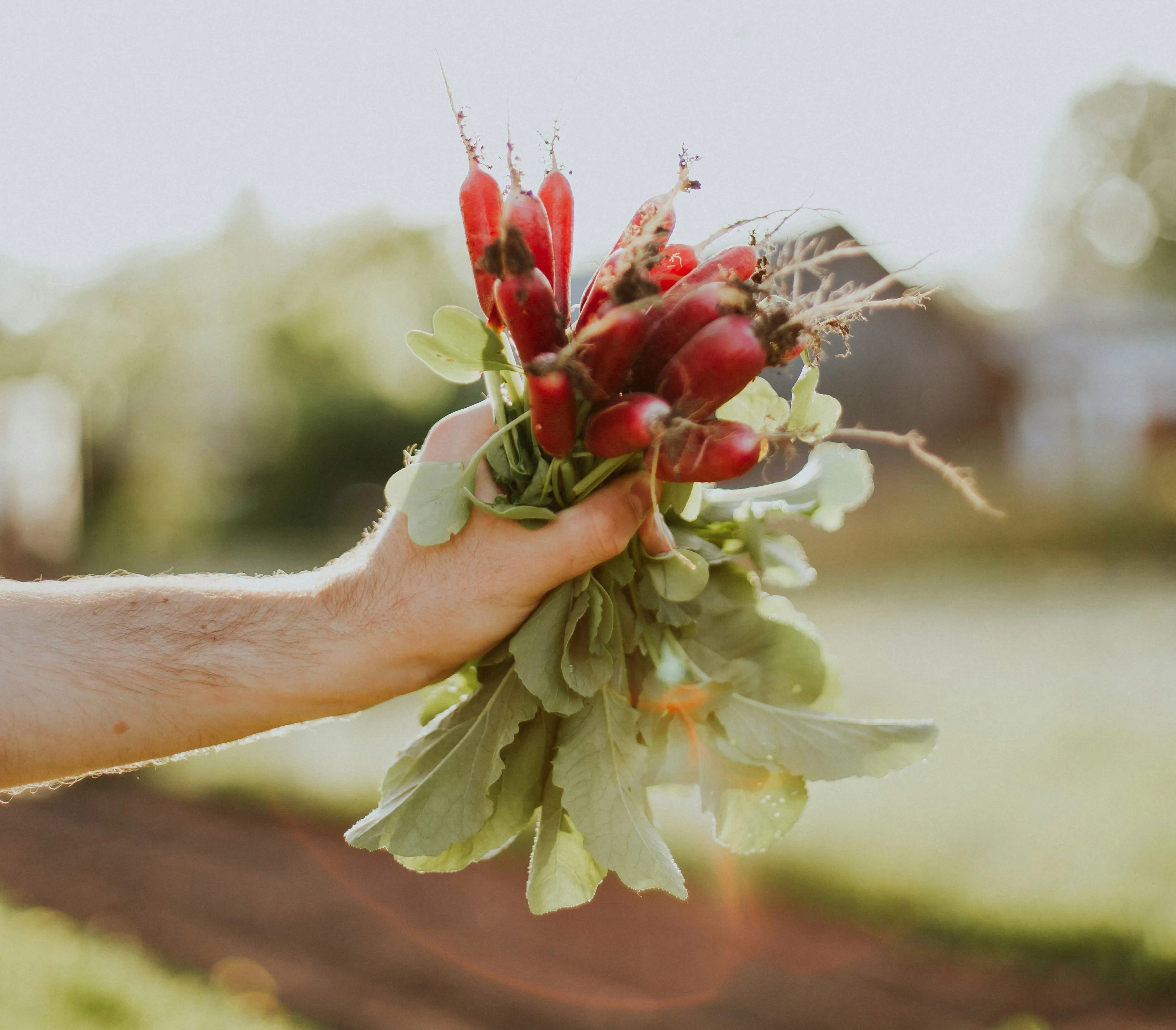 Fersk plukket reddik i bunt