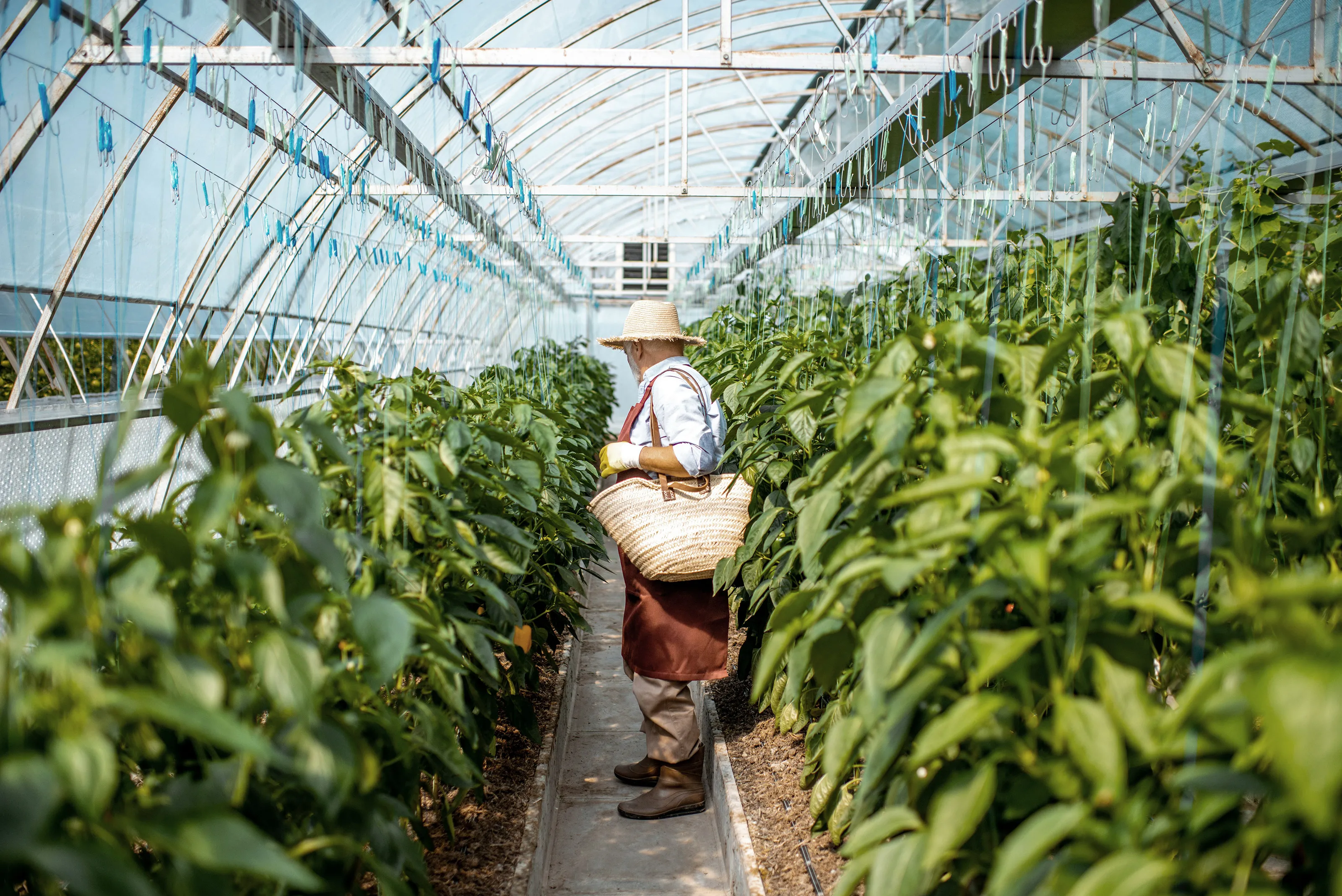 Mann står i drivhus omgitt av masse grønne planter