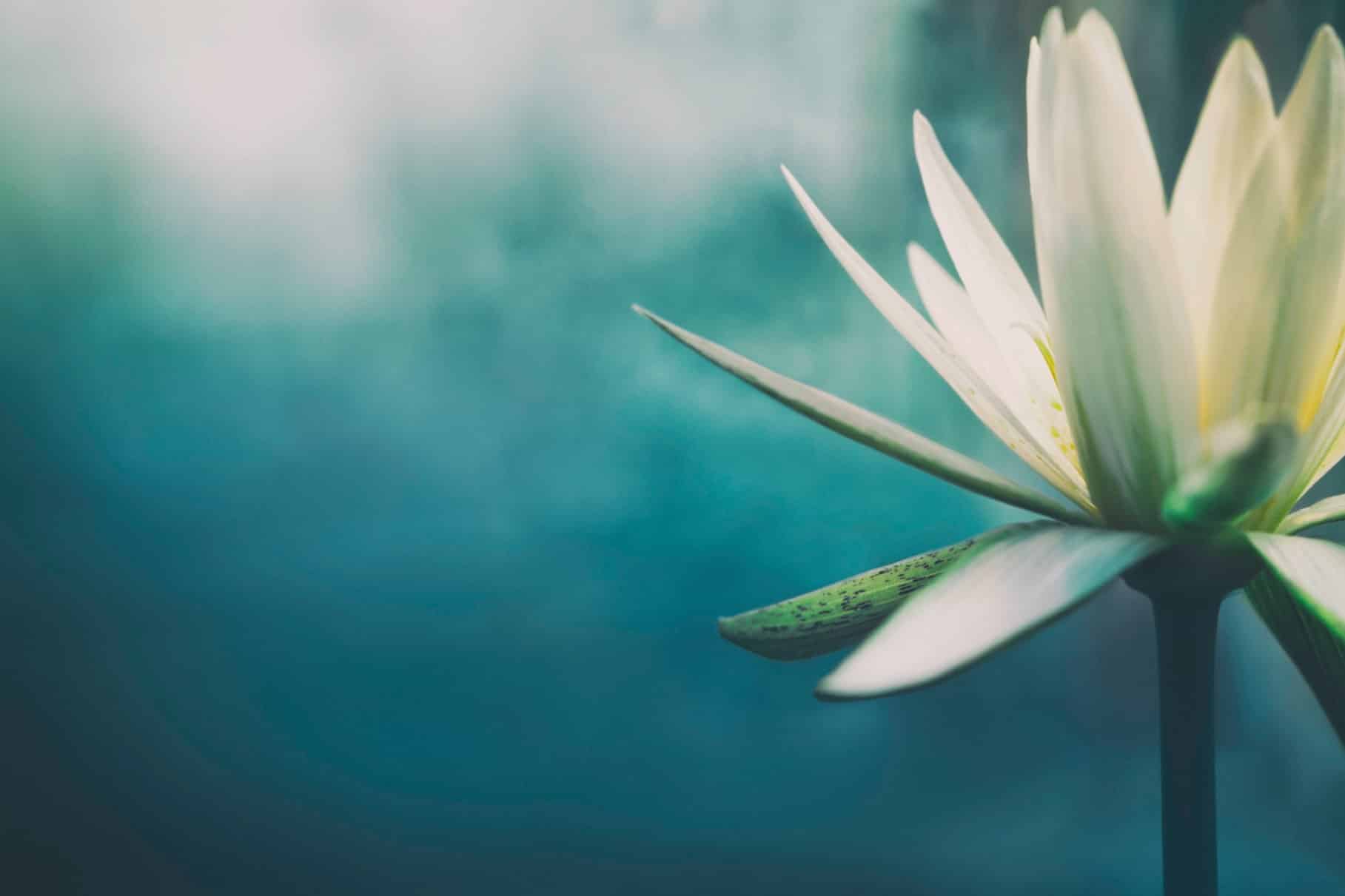 Trauma Healing After SGB - Why Therapy Matters