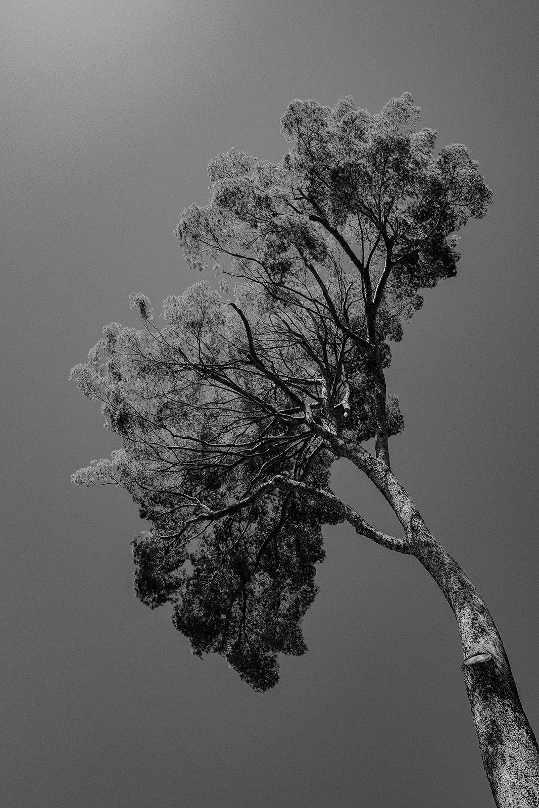 Black and white photo of a tall pine tree against the sky