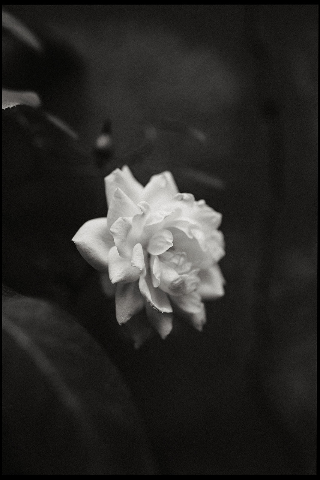 Black and white photo of a single white rose