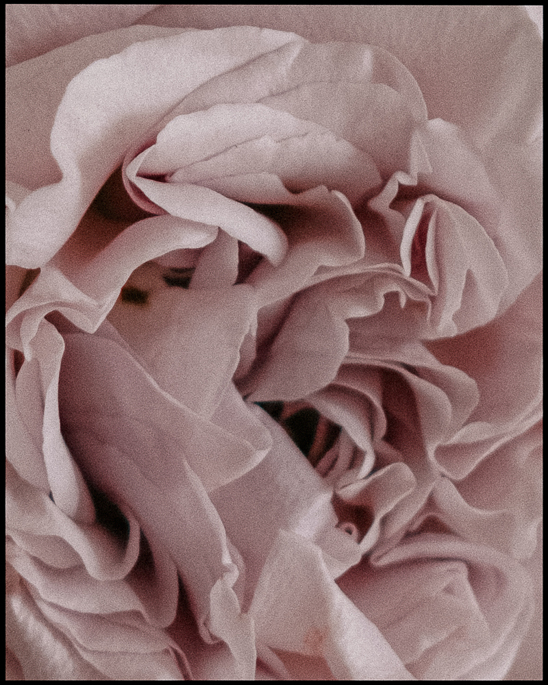 Close-up of soft pink rose petals