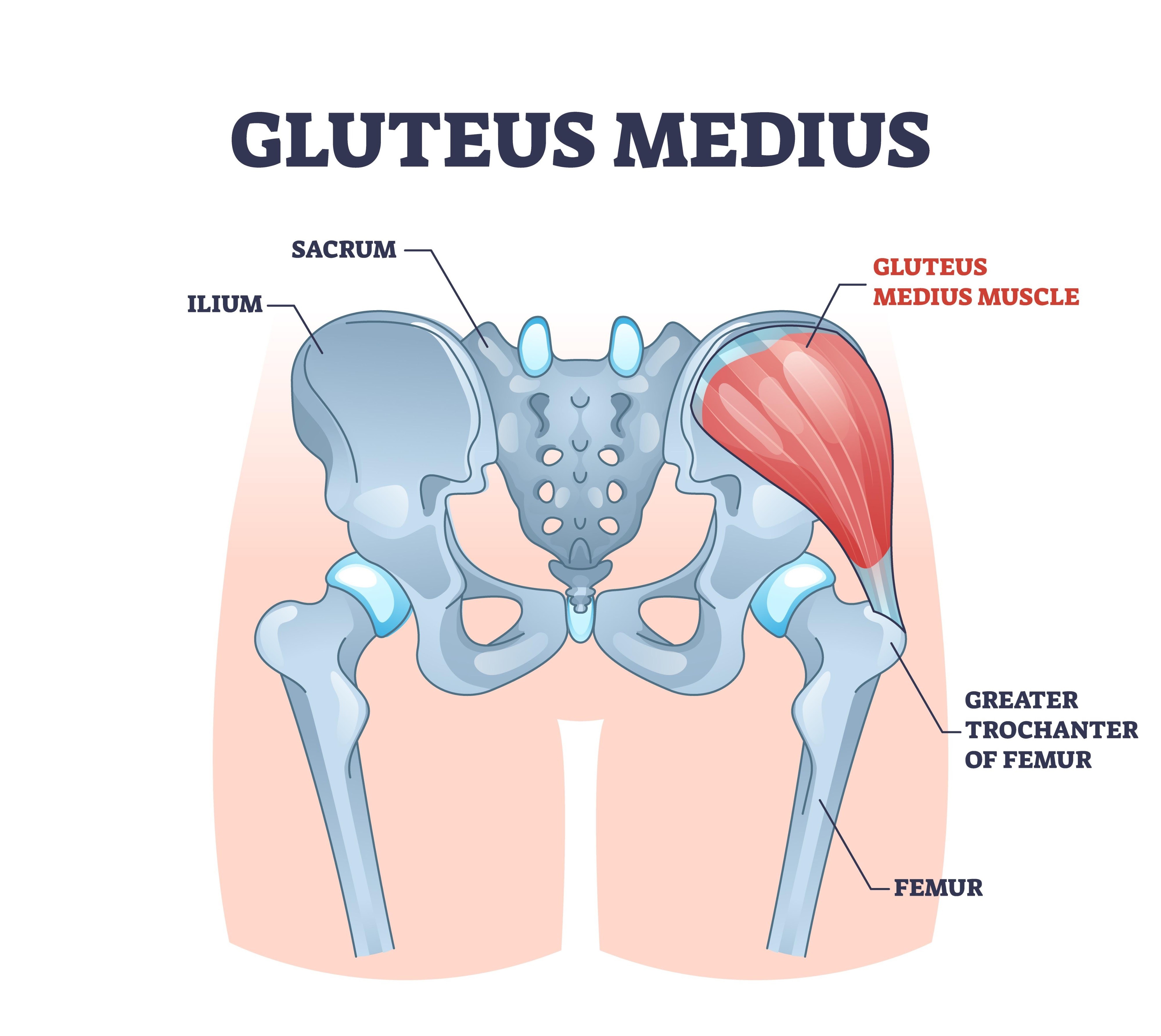 Image of Gluteus Medius anatomy and its function in hip stabilization