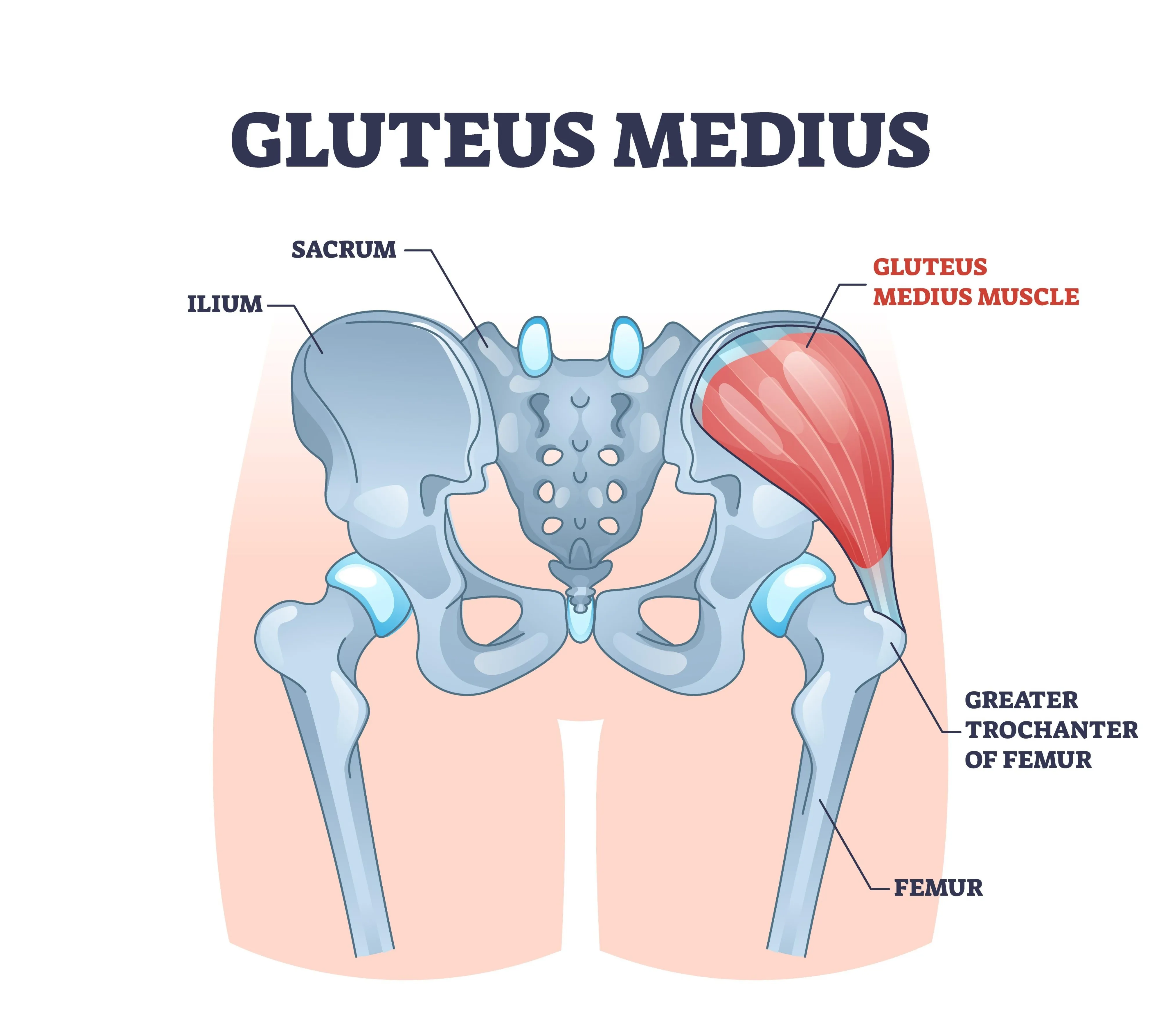 Image of Gluteus Medius anatomy and its function in hip stabilization