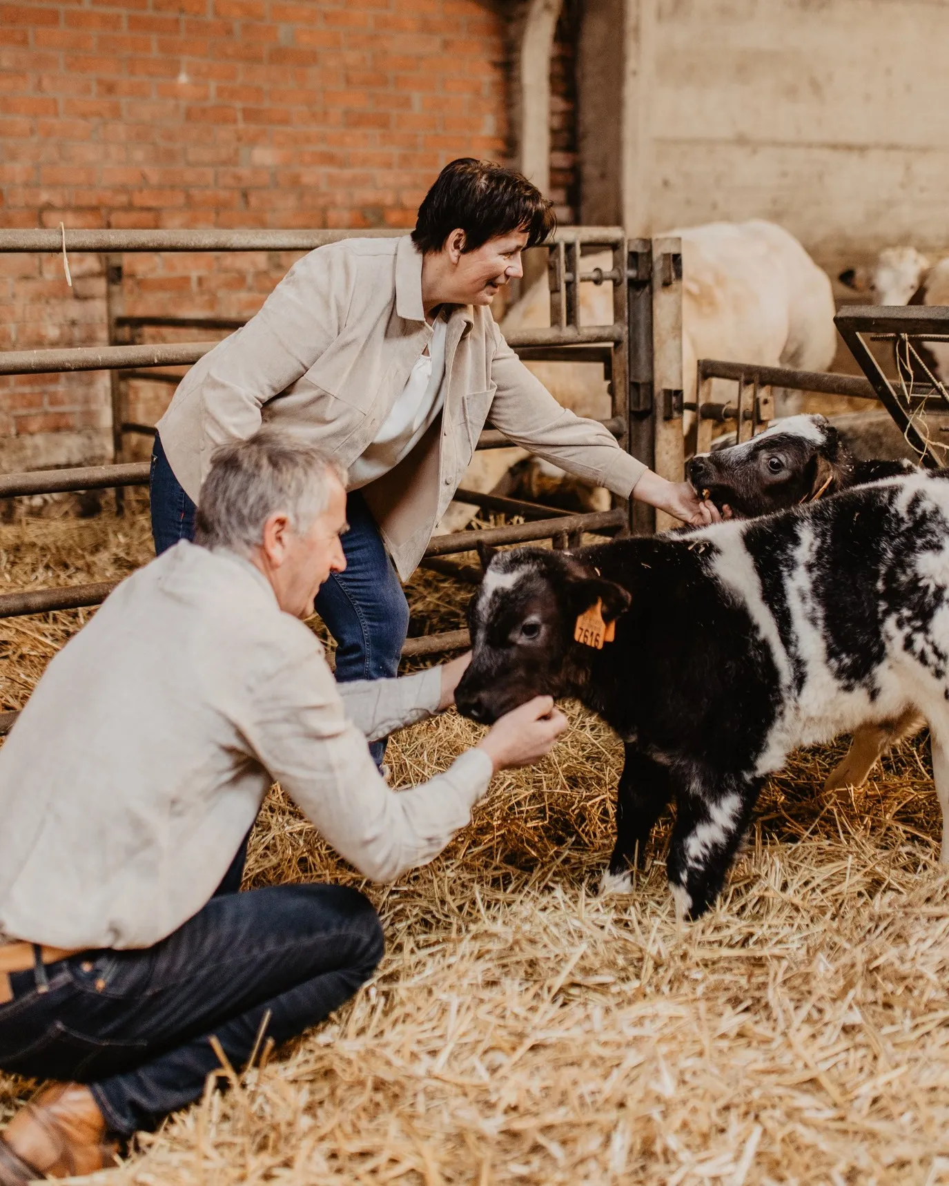 Two people are interacting with a calf inside a barn, with one person crouching and the other standing. They appear to be petting and engaging with the animal. Straw covers the ground and other animals are visible in the background.