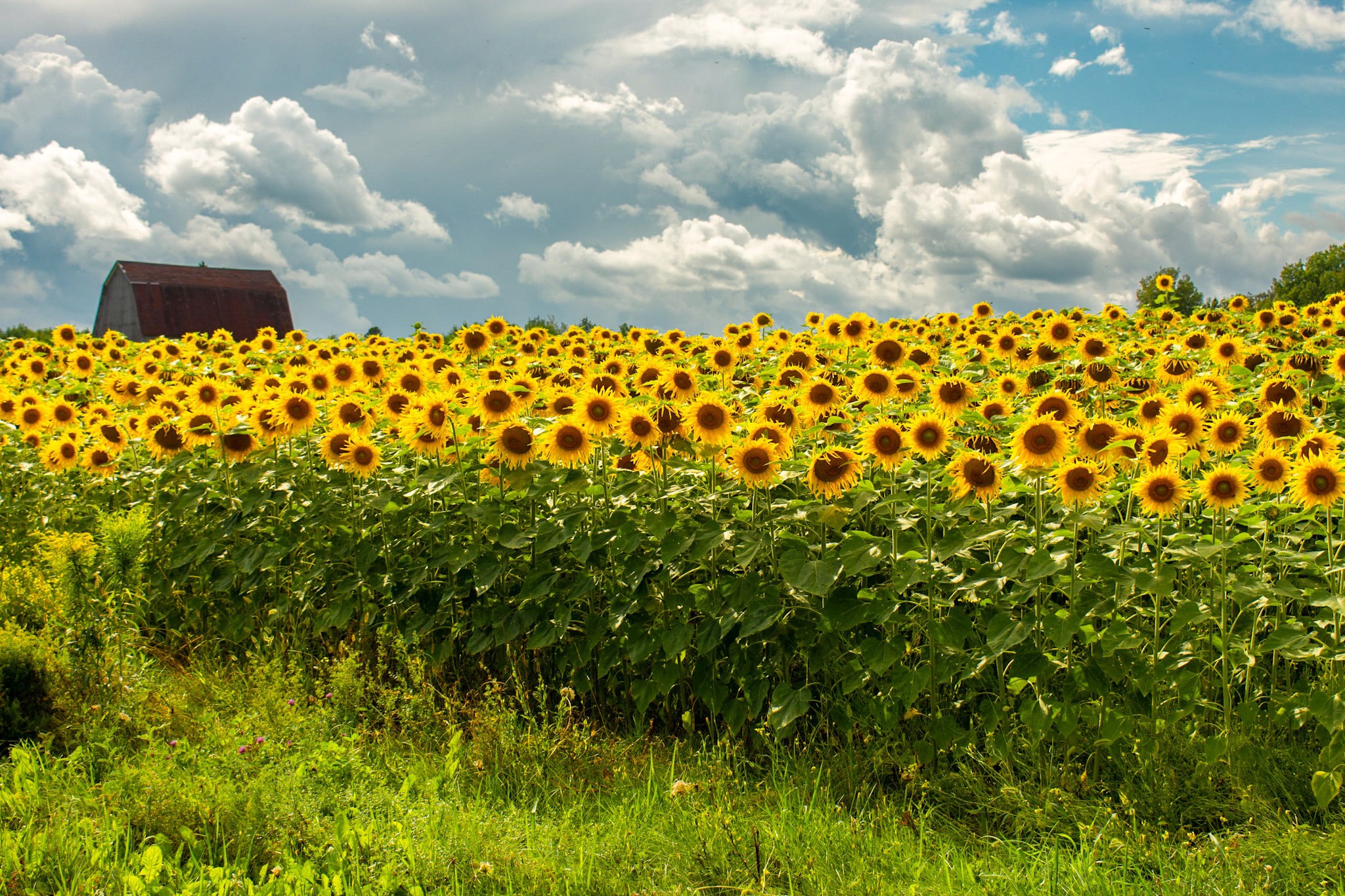 sunflower fields under the big clouds of the Aroostook sky in mars hill maine with a traditional barn in the back ground.