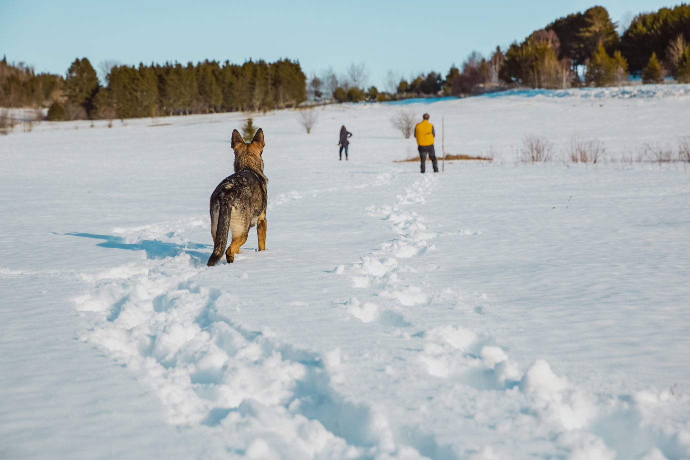 One ride and you'll know that here in Aroostook County the trails are wider, faster, and the best! #VisitAroostook #mainething #Mainesbestwinter