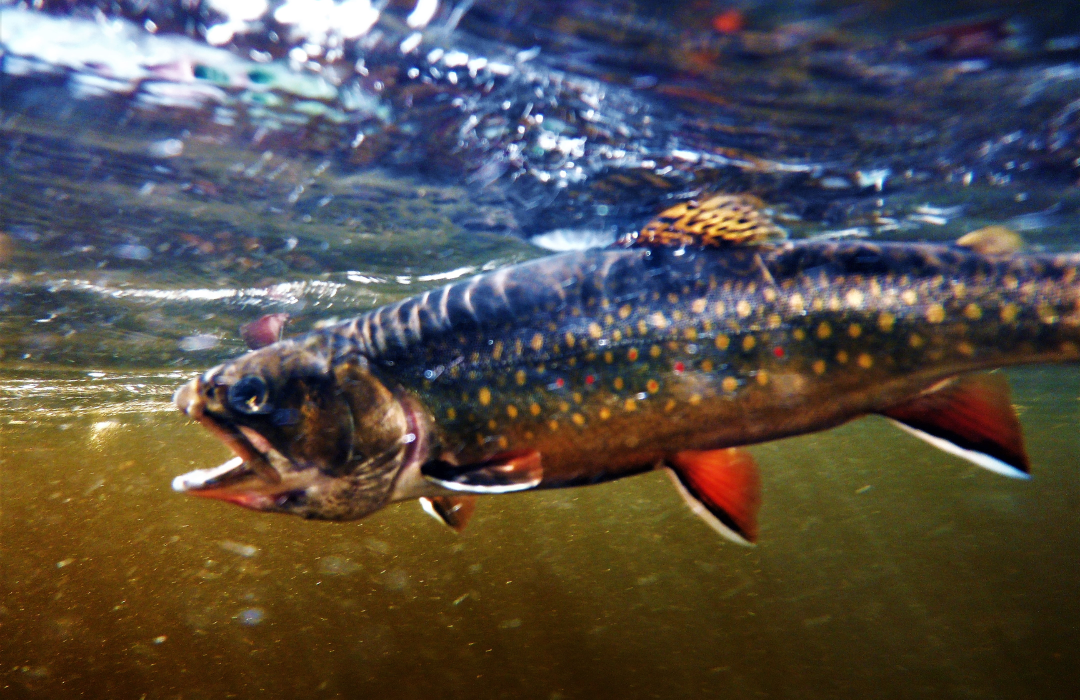 Featured event and festival image that links to the event.