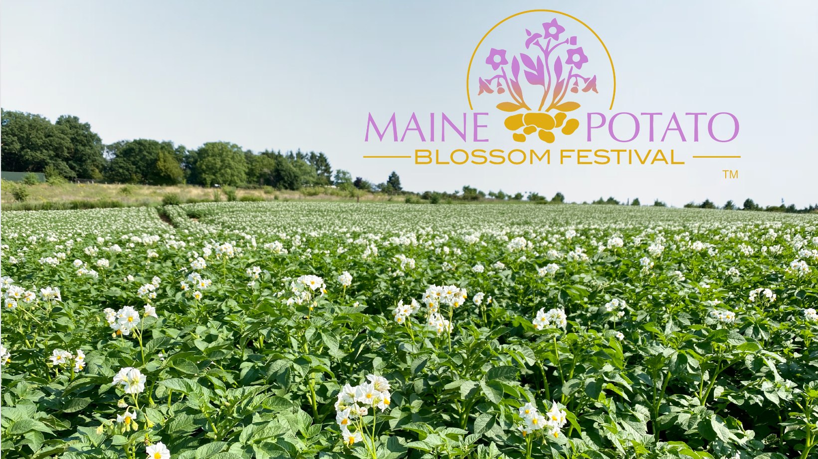 Featured event and festival image that links to the event.