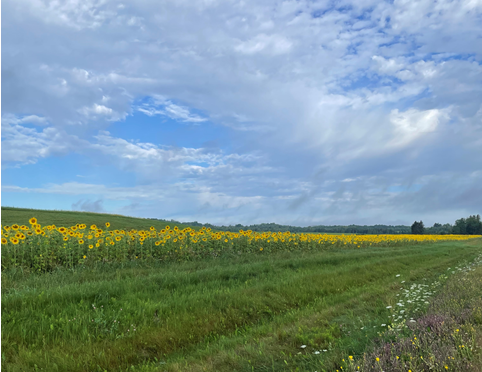 sunflower field in aroostook county in caribou maine