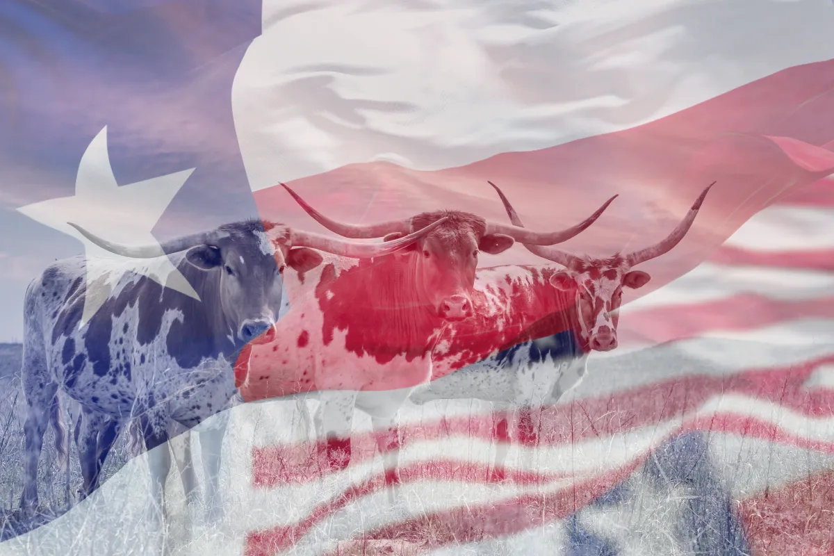 An image of three longhorn cows, overlayed with a transparent image of the Texas flag.