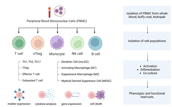 Optimised immunology assay workflow for marker expression and cytokine analysis, across T cells, Treg, monocytes, NK cells and B cells