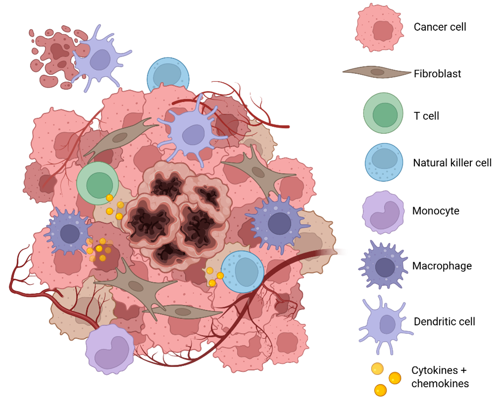 Advanced models to predict tumor microenviroment response