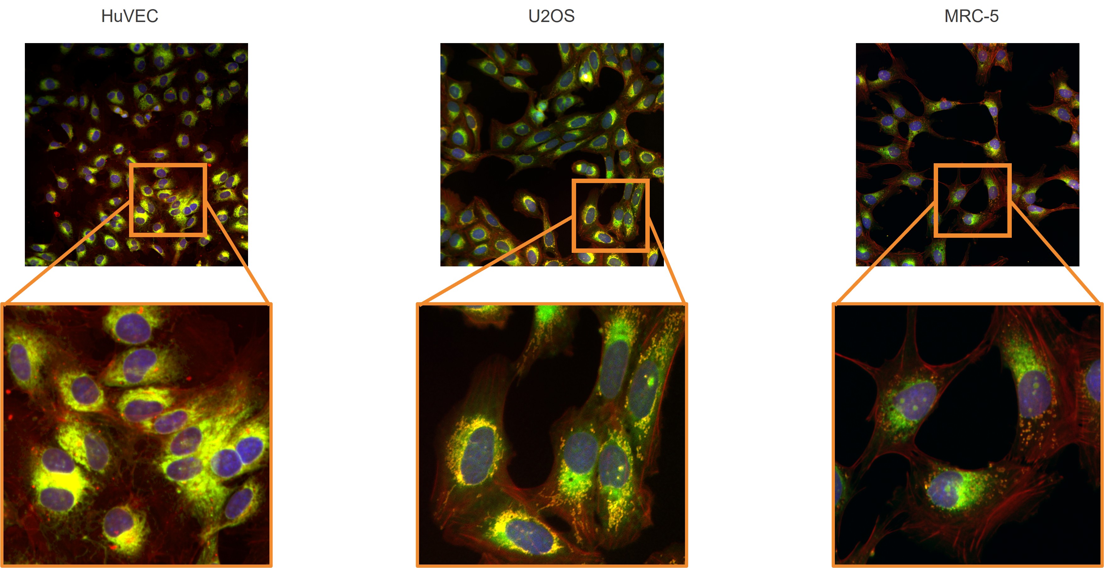 Cell painting across diverse cell types