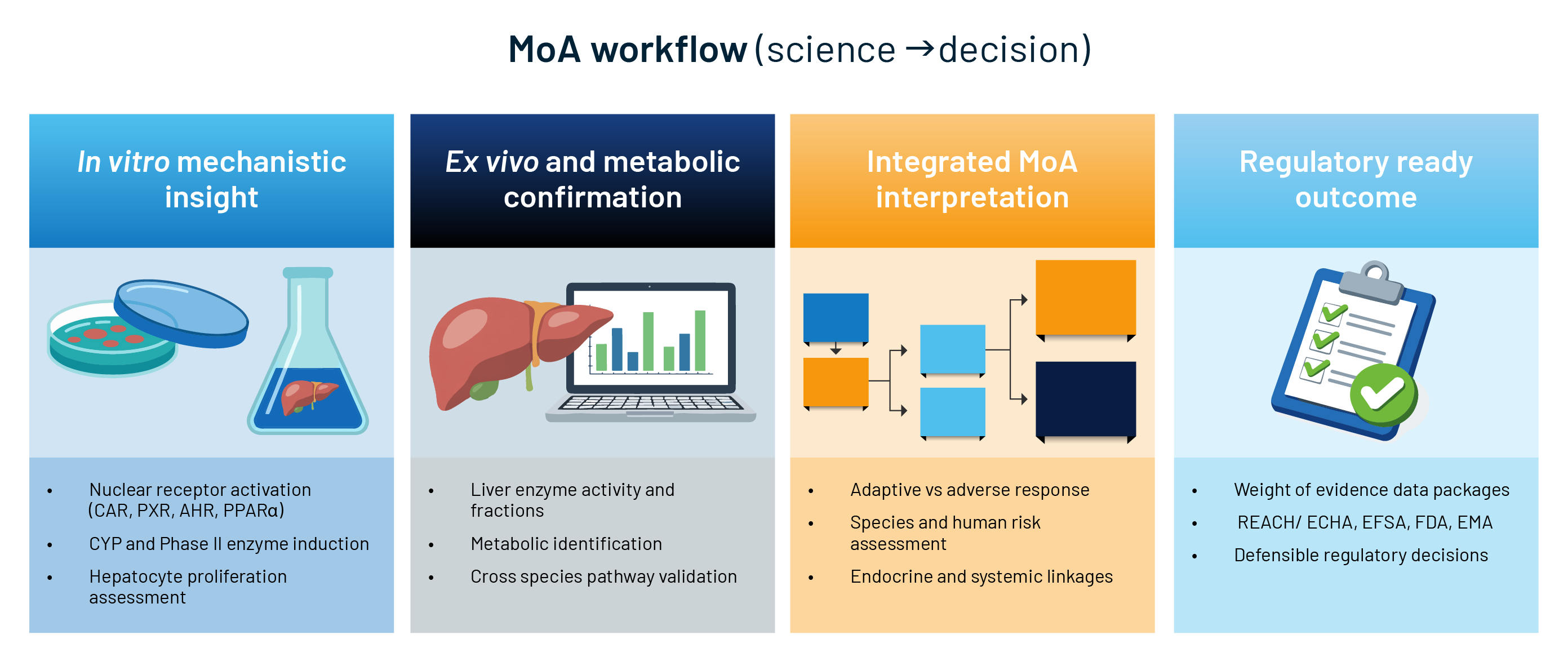 Mechanistic toxicology workflow infographic showing a four-step pathway from in vitro primary hepatocyte studies through ex vivo metabolic confirmation and integrated mode-of-action interpretation to regulatory-ready weight-of-evidence outcomes.