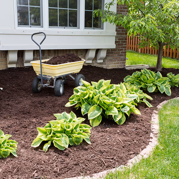 Wheelbarrow filled with mulch beside green leafy plants in a mulched garden bed near a house.