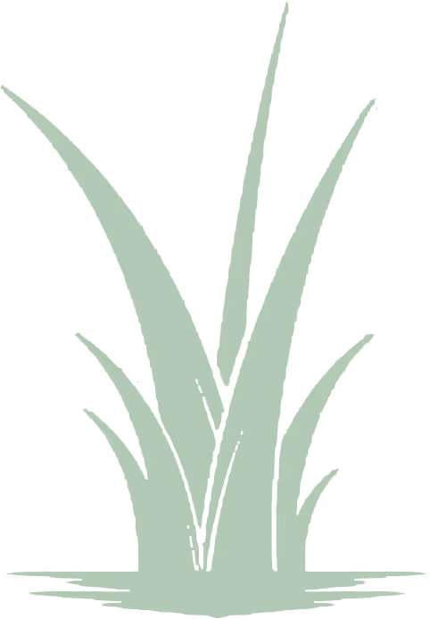 Illustration of green grass blades growing from the ground on a white background.