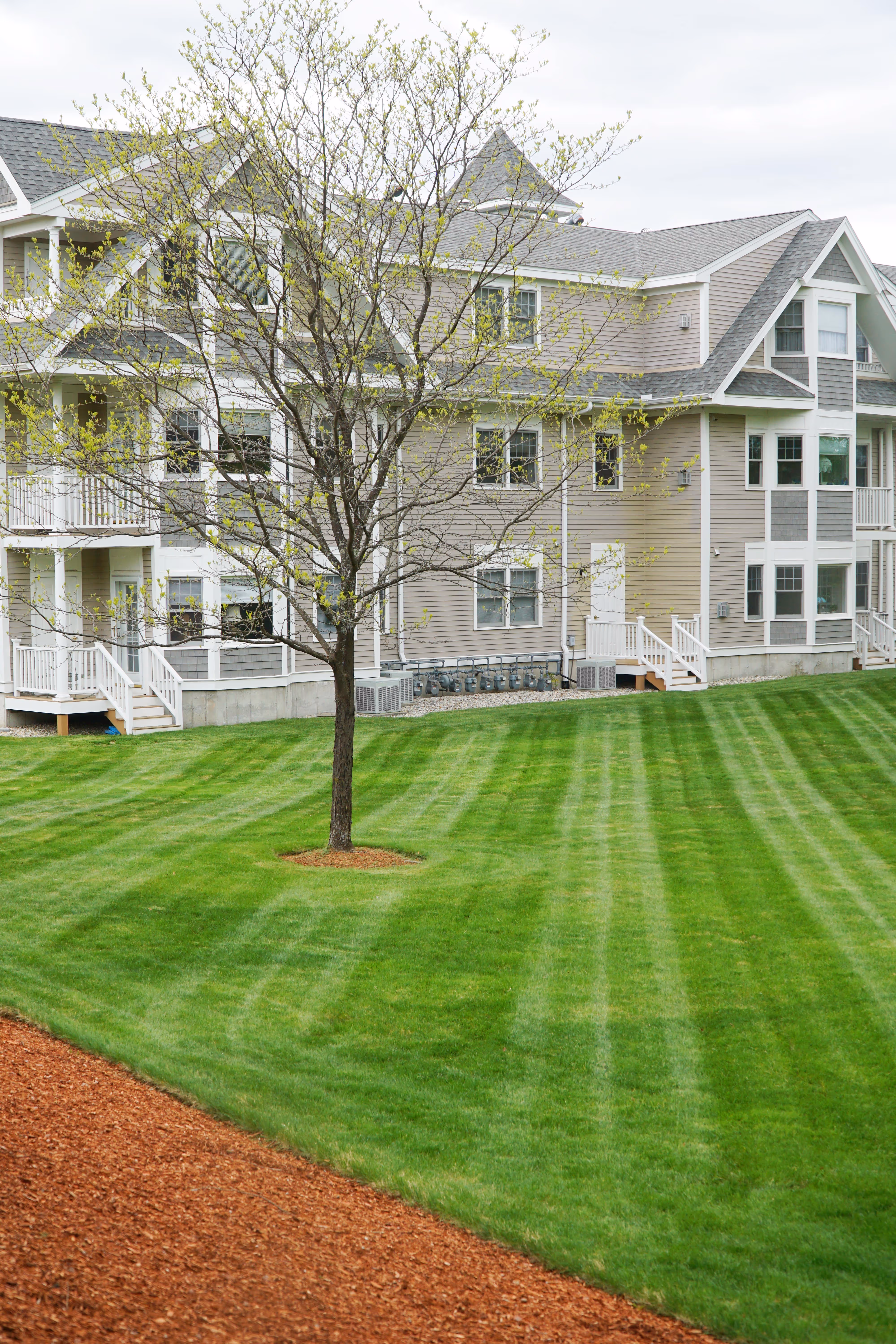 Young tree with budding leaves on striped green lawn in front of a beige multi-unit residential building.