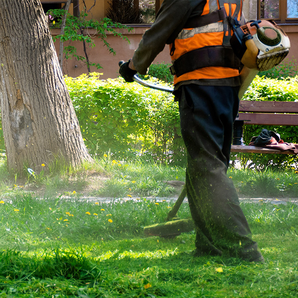 Lawn trimming and weed whacking along a walkway edge
