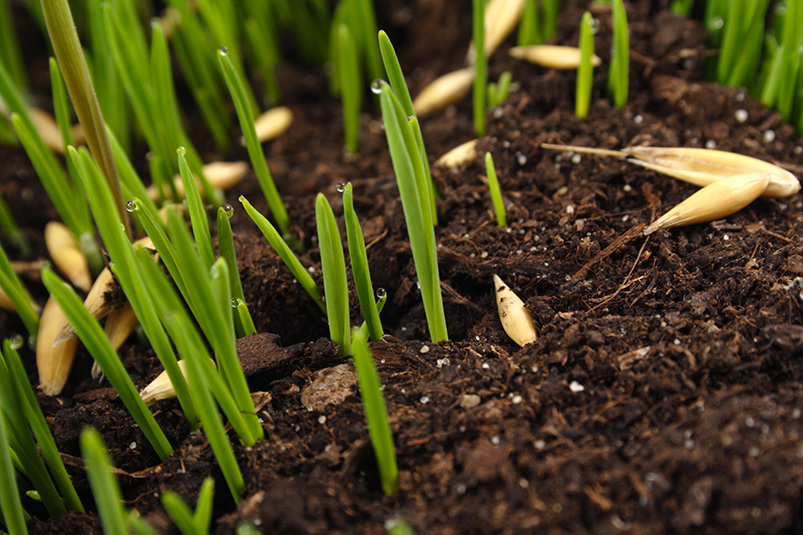Grass seeding and fertilizer application for a healthier lawn