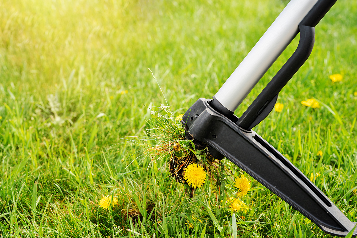 Weed killer application along driveway and walkway by lawn care professionals