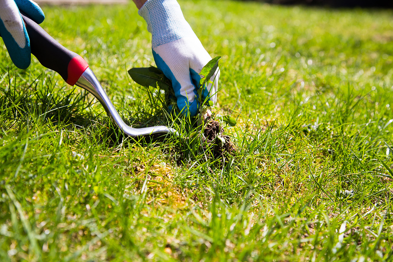 Before and after weed control treatment on a Cincinnati residential property