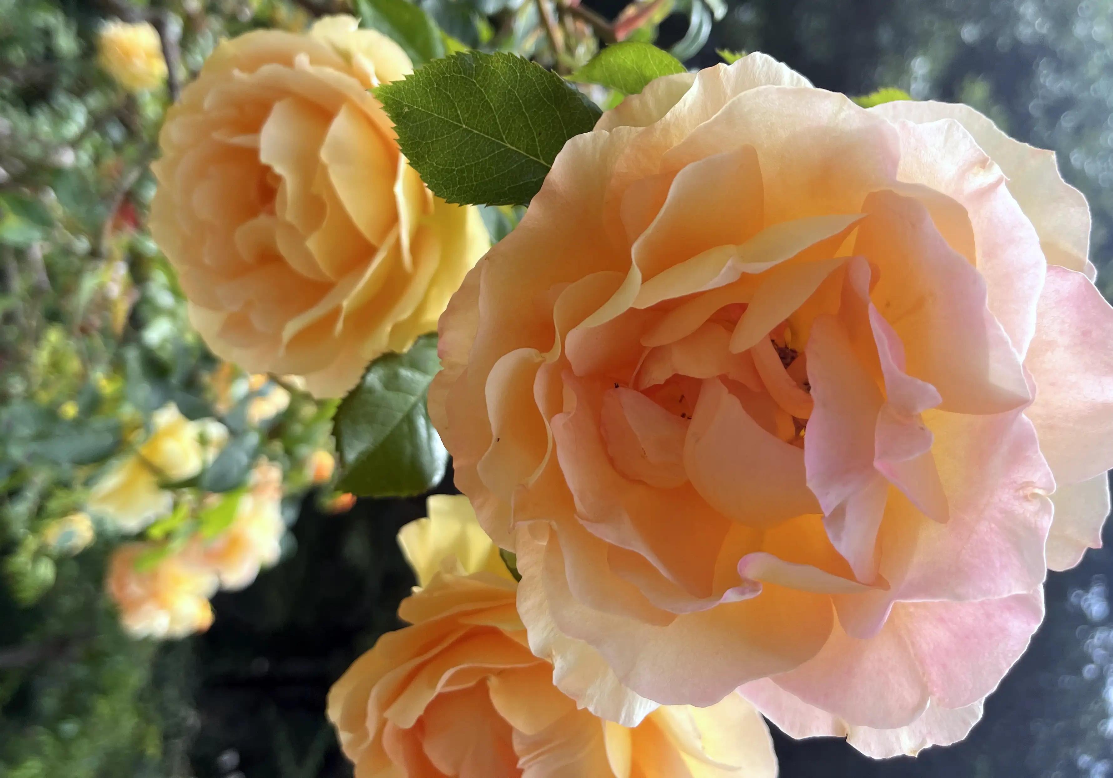 Yellow roses blooming in Oakland, California, in June.